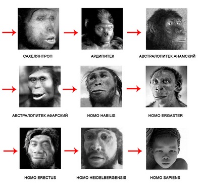 «Недостающее звено не найдено» и другие 13 мифов об эволюции человека.