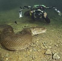 Швейцарский дайвер Франко Банфи заснял в природе знаменитую анаконду, самую большую змею в мире.