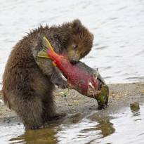 Медвежонок отобрал большого лосося у мамы и убежав от братьев принялся за трапезу. Фото: Виктор Гуменюк / поселок Озерная, Камчатский край.
