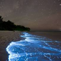 Планктон на пляже острова Ваадху, Мальдивы. Свечение объясняется биолюминесценцией — химическими процессами в организме животных, при которых освобождающаяся энергия выделяется в форме света.