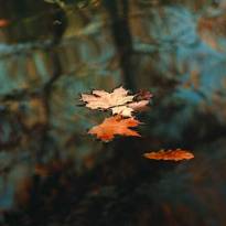 Листья на воде. 