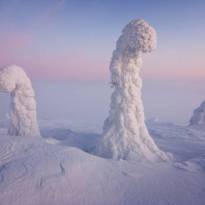 Стражи Арктики. Заснеженые деревья в Лапландии. © Никколо Бонфандини.