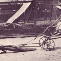 Дети колонизаторов на крокодилах, 1920 г. Популярное детское увлечении начала прошлого века катание на крокодилах, распространенное среди английских колонизаторов Африки и юга США.