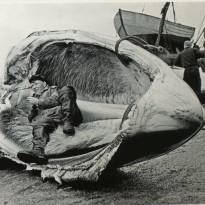 Место отдыха — челюсть кита. Автор: Ю.Муравин, 1960 г.