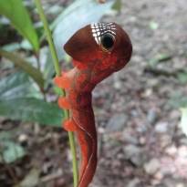 Pyllodes imperialis. Гусеница императорской совки, Австралия. Настоящую голову на фотографии не видно - она под «капюшоном».