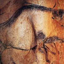Бизон. Для того, чтобы показать движение, древний художник нарисовал бизону дополнительные ноги. Рисунки кроманьонцев в пещере Шове (Франция). Древнейшая в мире наскальная живопись ~ 31-33 тысячи лет.