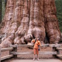 Гигантская секвойя «Генерал Шерман». Самый большой из описанных организмов на Земле. Возраст ~ 2300-2700 лет. Периметр у основания: 31.3 м. Произрастает в Национальном парке Секвойя в Калифорнии.