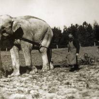 Первый слон в Болгарии по имени Нал, предназначенный для софийского зоопарка, пашет на территории царского дворца Врана, начало ХХ в.