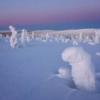 Стражи Арктики. Заснеженые деревья в Лапландии. © Никколо Бонфандини.