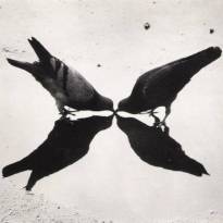 © Ernst Haas, Trafalgar Square Pigeons, London, 1949