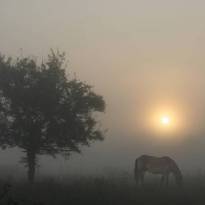 Улыбка туманного утра (© Вадим Трунов)