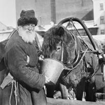 Извозчик поит лошадь водой, 1924 г.
