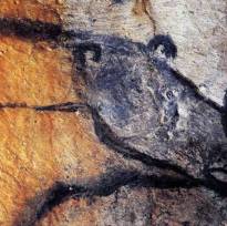 Голова пещерного медведя. Рисунки кроманьонцев в пещере Шове (Франция). Древнейшая в мире наскальная живопись. ~ 31-33 тысячи лет.
