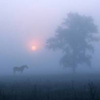 В тумане.. (© Вадим Трунов)