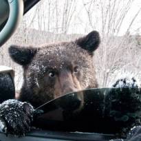 Рэкет на трассе. :) Бурый медведь попрошайничает на сахалинской автотрассе, заглядывая в автомобиль. Фото Дмитрия Третьякова.